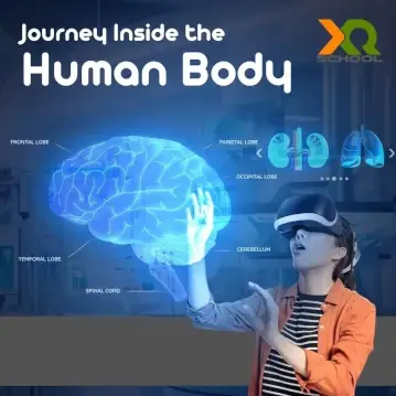 HUMAN ANATOMY